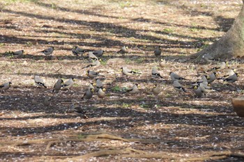 Japanese Grosbeak 航空公園 Wed, 3/29/2023