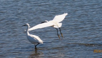 Little Egret Kasai Rinkai Park Wed, 3/27/2024