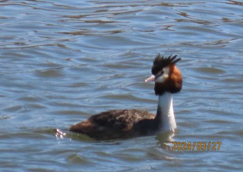 Great Crested Grebe Kasai Rinkai Park Wed, 3/27/2024