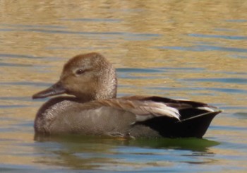 Gadwall Kasai Rinkai Park Wed, 3/27/2024