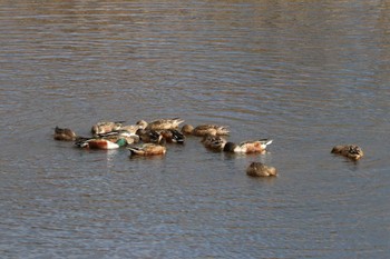 ハシビロガモ 千城台野鳥観察園 2023年12月17日(日)