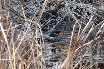 Common Moorhen 千城台野鳥観察園 Sun, 12/17/2023