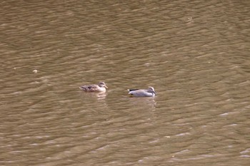 Gadwall 千城台野鳥観察園 Sun, 12/17/2023