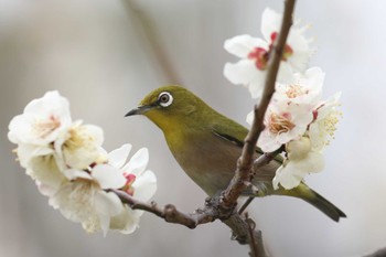 メジロ 大阪城公園 2024年2月18日(日)