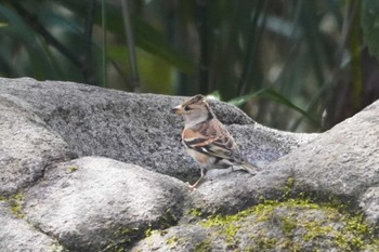 Brambling 井の頭恩賜公園 Wed, 3/20/2024