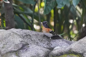 Brambling 井の頭恩賜公園 Wed, 3/20/2024