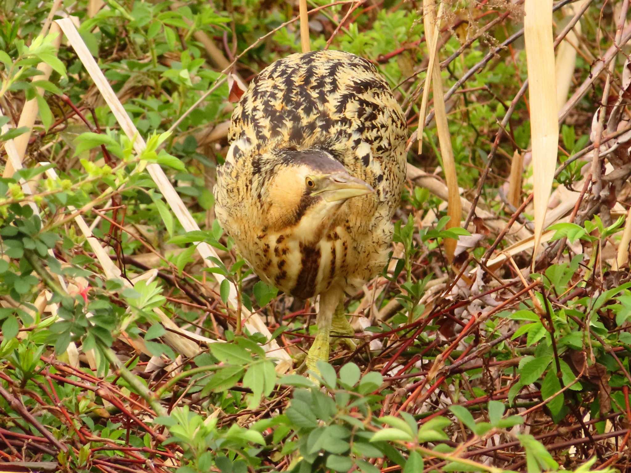 Photo of Eurasian Bittern at Oizumi Ryokuchi Park