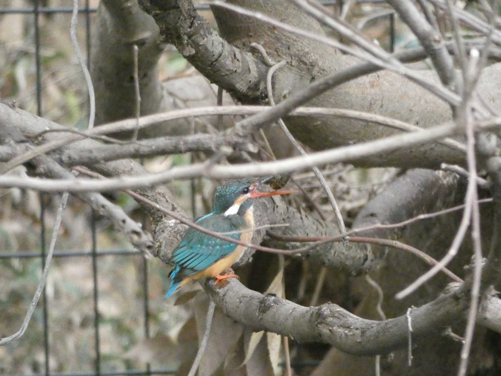 Photo of Common Kingfisher at 坪井緑地