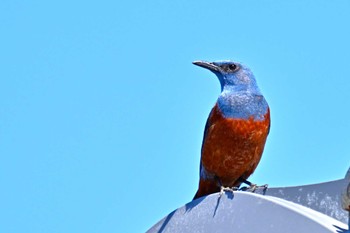 Blue Rock Thrush 田子の浦 Wed, 3/27/2024