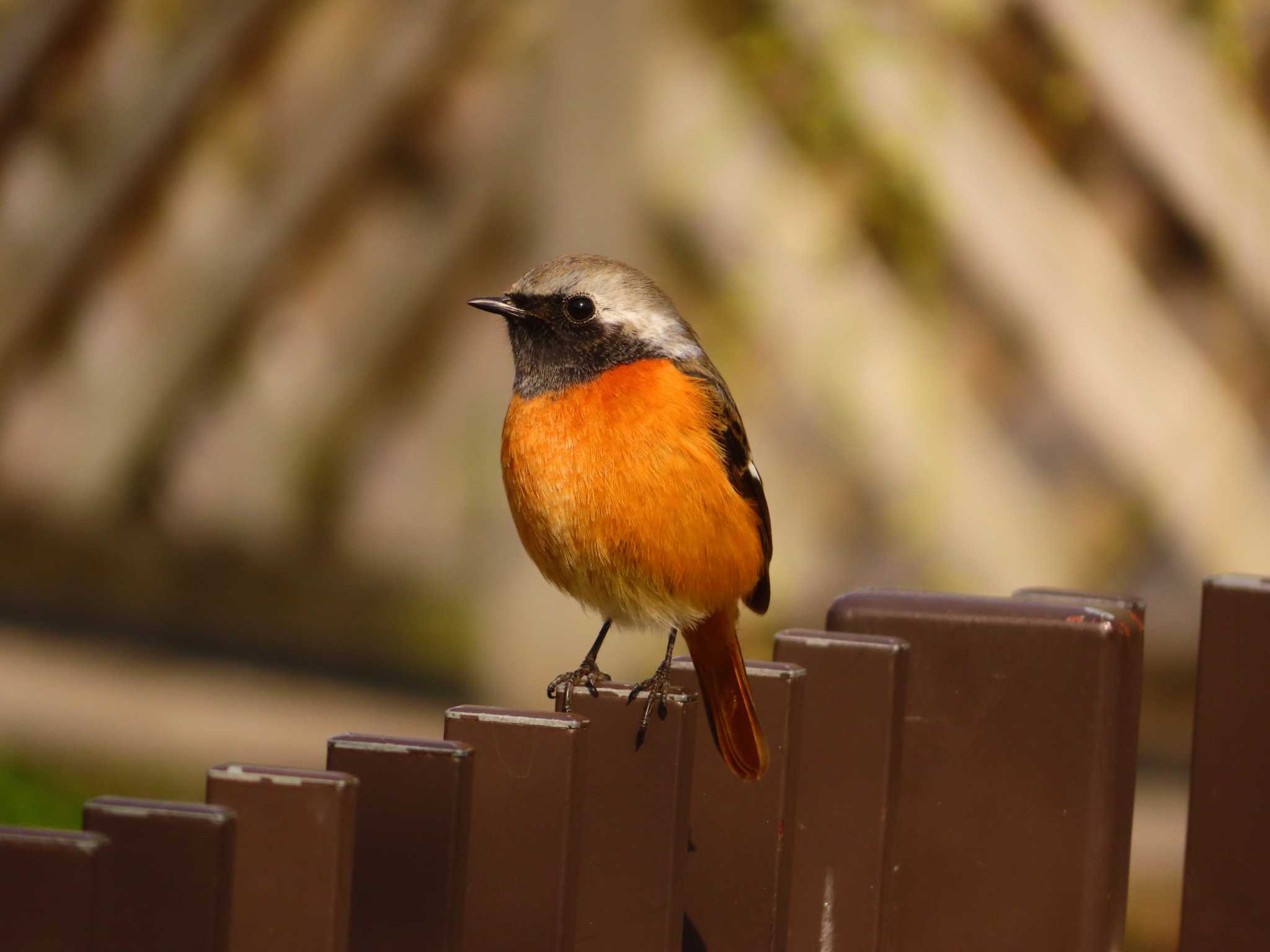 Photo of Daurian Redstart at Oizumi Ryokuchi Park