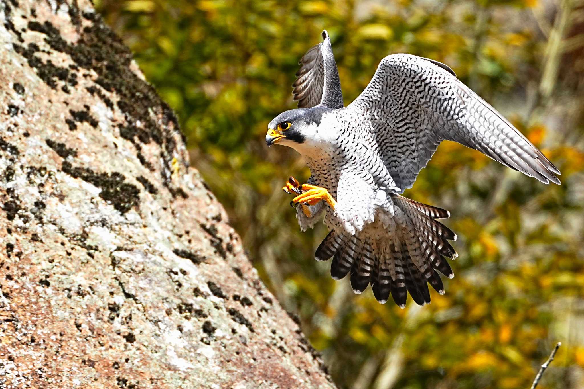 Photo of Peregrine Falcon at 佐貫観音