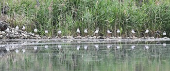 Black-winged Stilt Iriomote Island(Iriomotejima) Sun, 3/10/2024