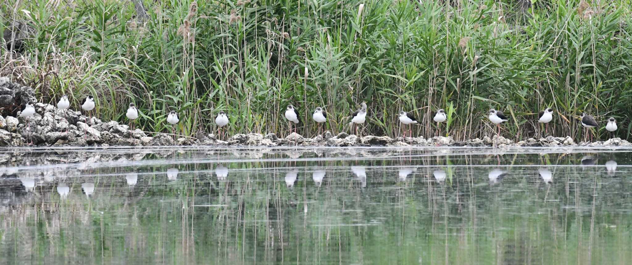 Photo of Black-winged Stilt at Iriomote Island(Iriomotejima)