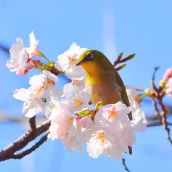 Warbling White-eye Kasai Rinkai Park Fri, 3/29/2024