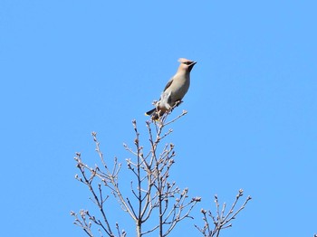 Bohemian Waxwing 自宅裏の神社 Fri, 3/29/2024