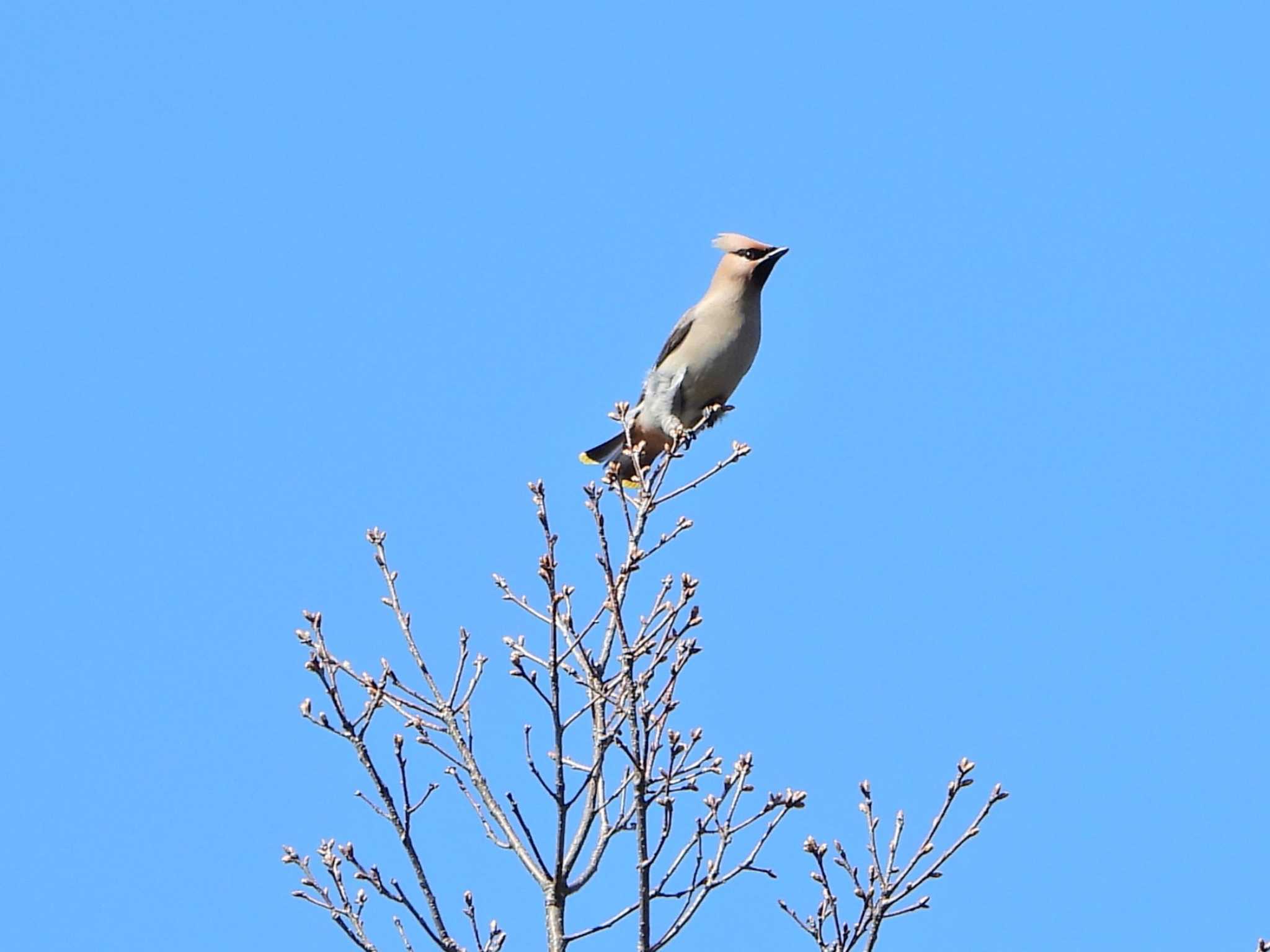 Photo of Bohemian Waxwing at 自宅裏の神社