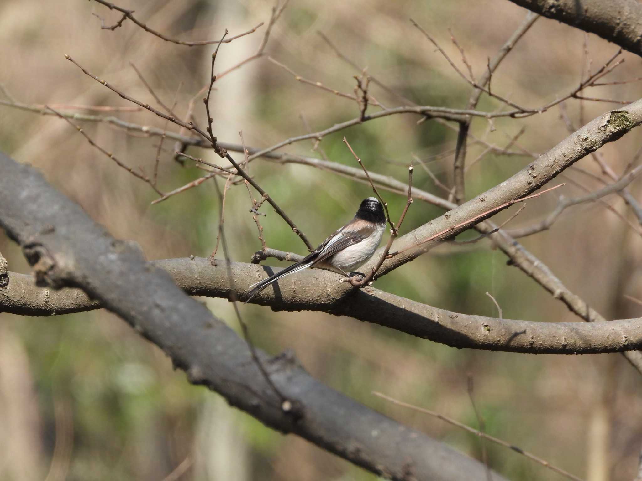 Photo of Long-tailed Tit at Akigase Park