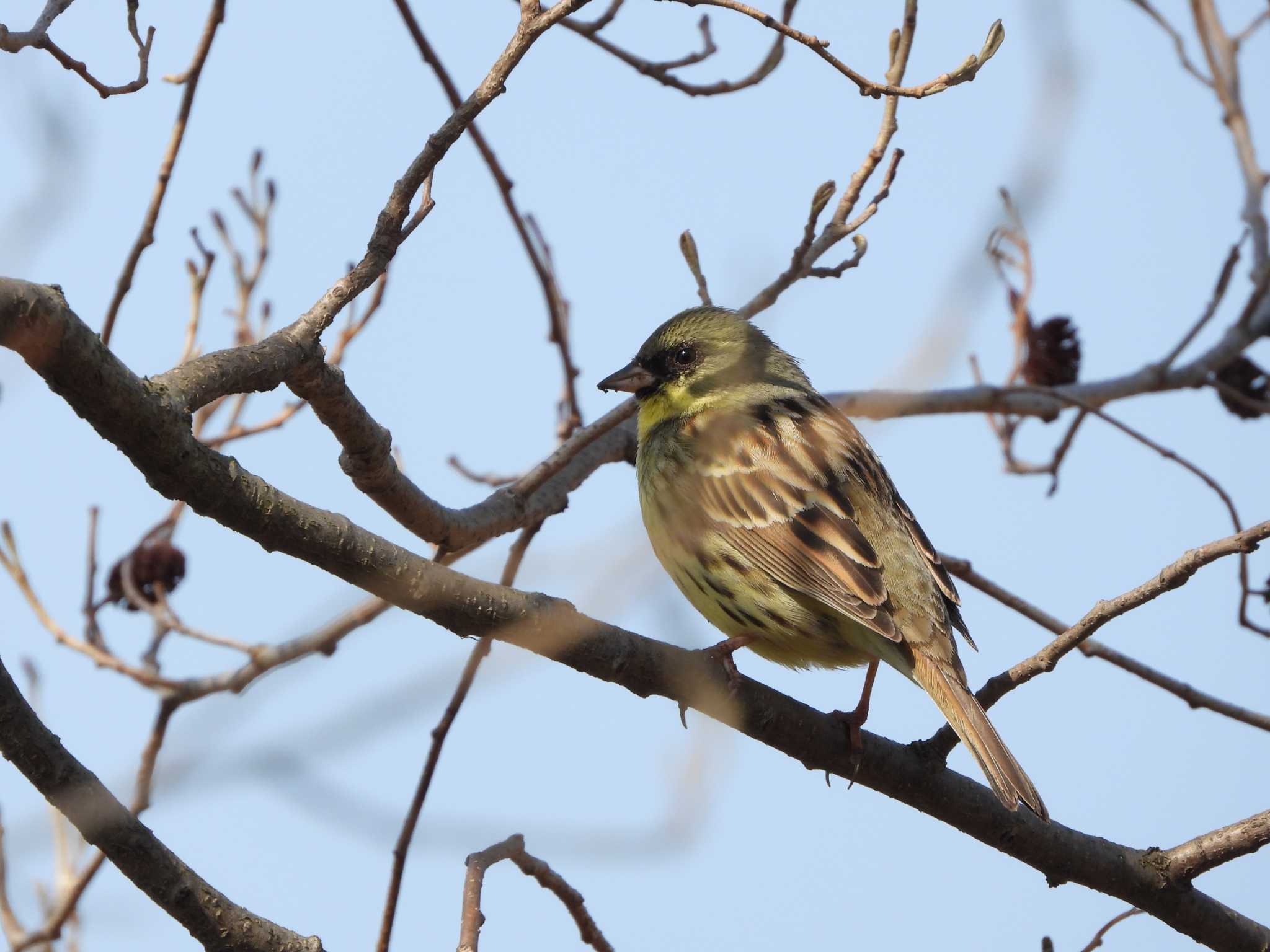 Photo of Masked Bunting at Akigase Park