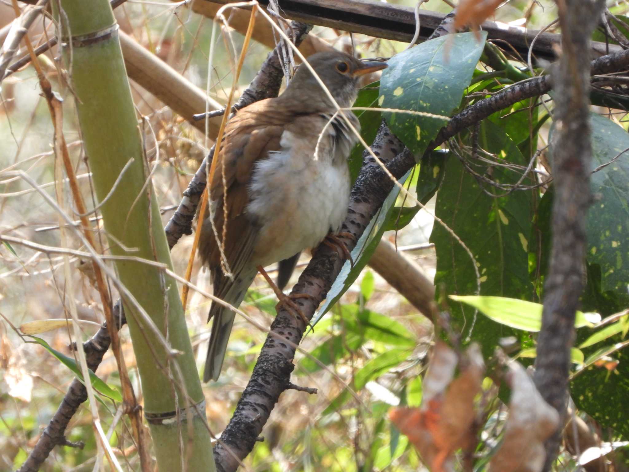 Photo of Pale Thrush at Akigase Park