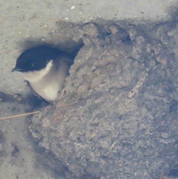 Asian House Martin 安倍川 Fri, 3/29/2024