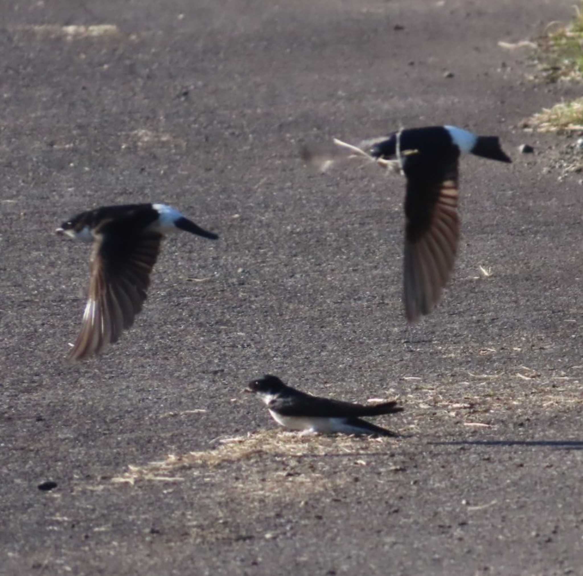 Photo of Asian House Martin at 安倍川