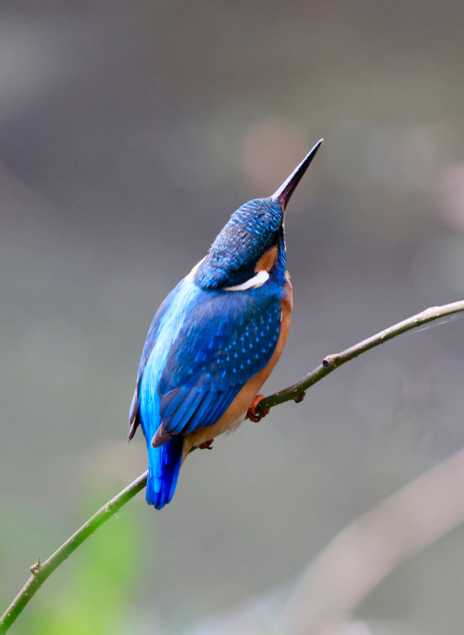 Photo of Common Kingfisher at Higashitakane Forest park by coconagi