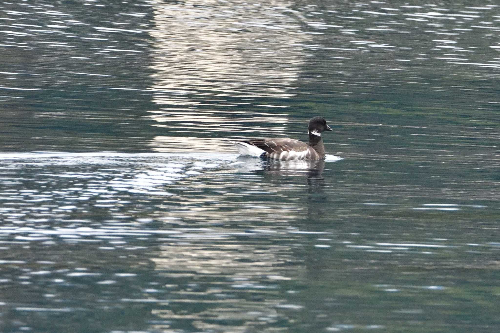 Photo of Brant Goose at 