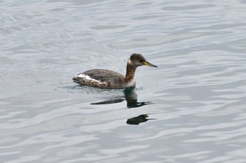 アカエリカイツブリ 場所が不明 2024年3月24日(日)