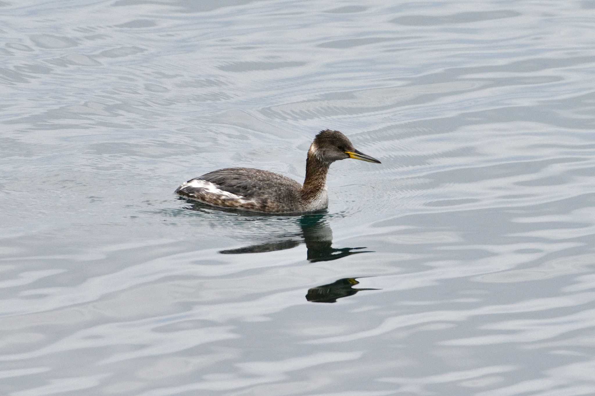 Photo of Red-necked Grebe at 