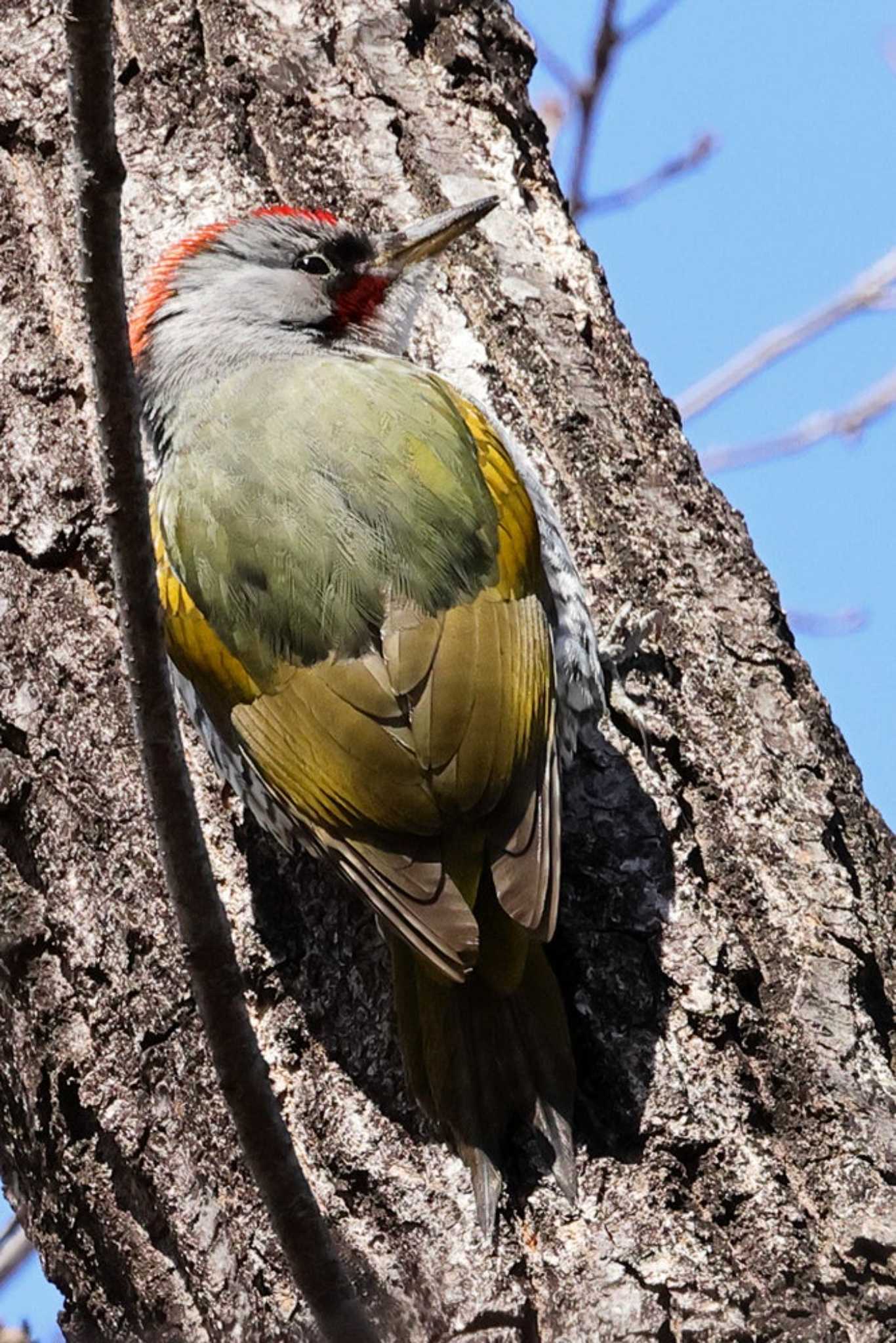 Japanese Green Woodpecker