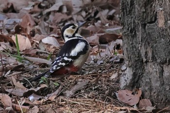 アカゲラ 大室公園 2024年3月12日(火)