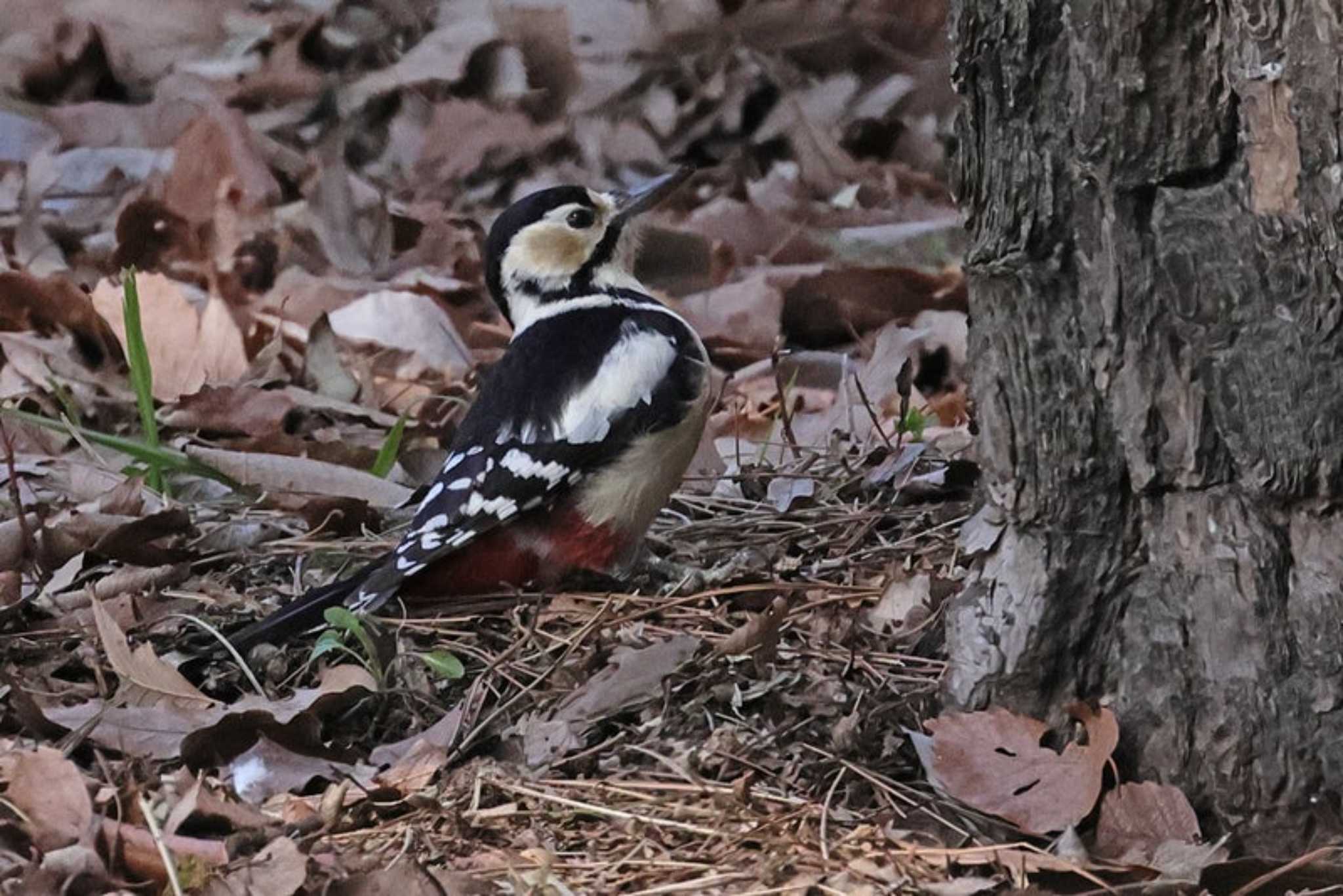 Great Spotted Woodpecker