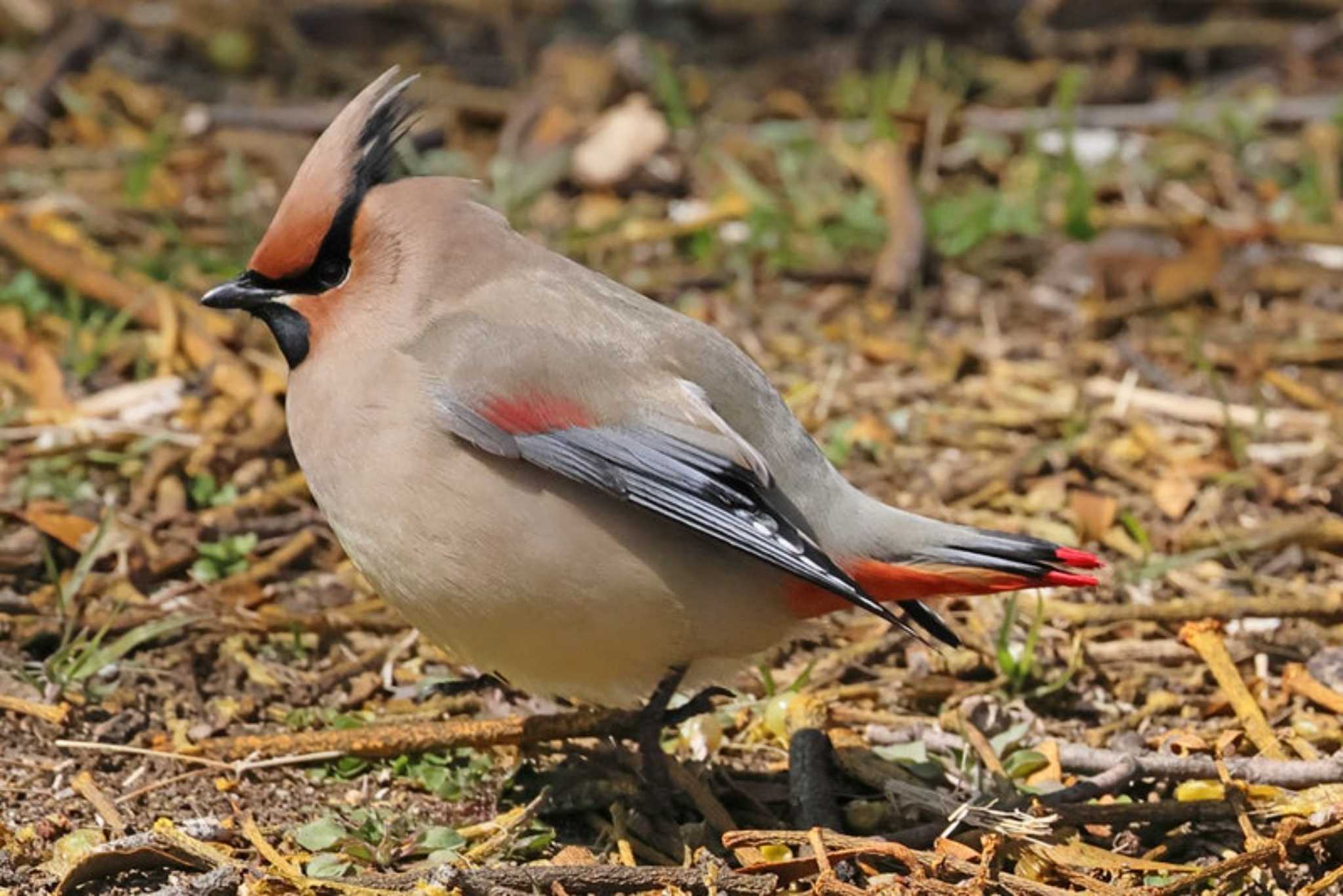 Photo of Japanese Waxwing at 大室公園