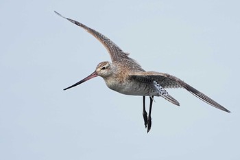 オオソリハシシギ ふなばし三番瀬海浜公園 2024年3月24日(日)