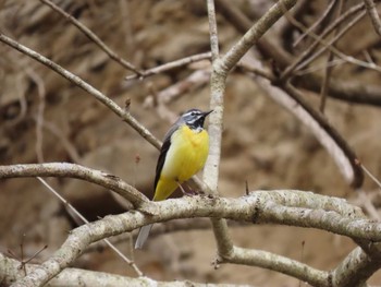 Grey Wagtail 宮城県 Mon, 3/25/2024