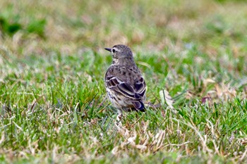 タヒバリ 秋ヶ瀬公園 2024年3月29日(金)