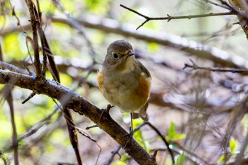 Red-flanked Bluetail Akigase Park Fri, 3/29/2024