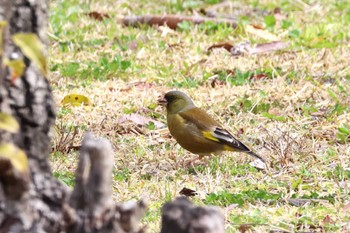 Grey-capped Greenfinch Rokuha Park Thu, 3/28/2024