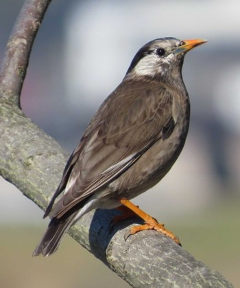 White-cheeked Starling 安倍川 Fri, 3/29/2024