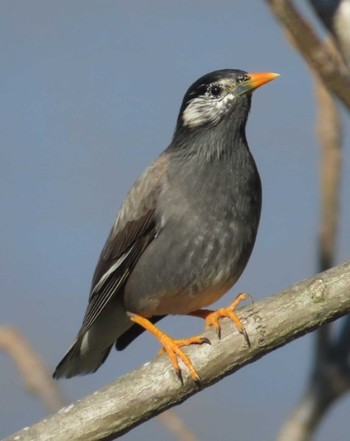 White-cheeked Starling 安倍川 Fri, 3/29/2024