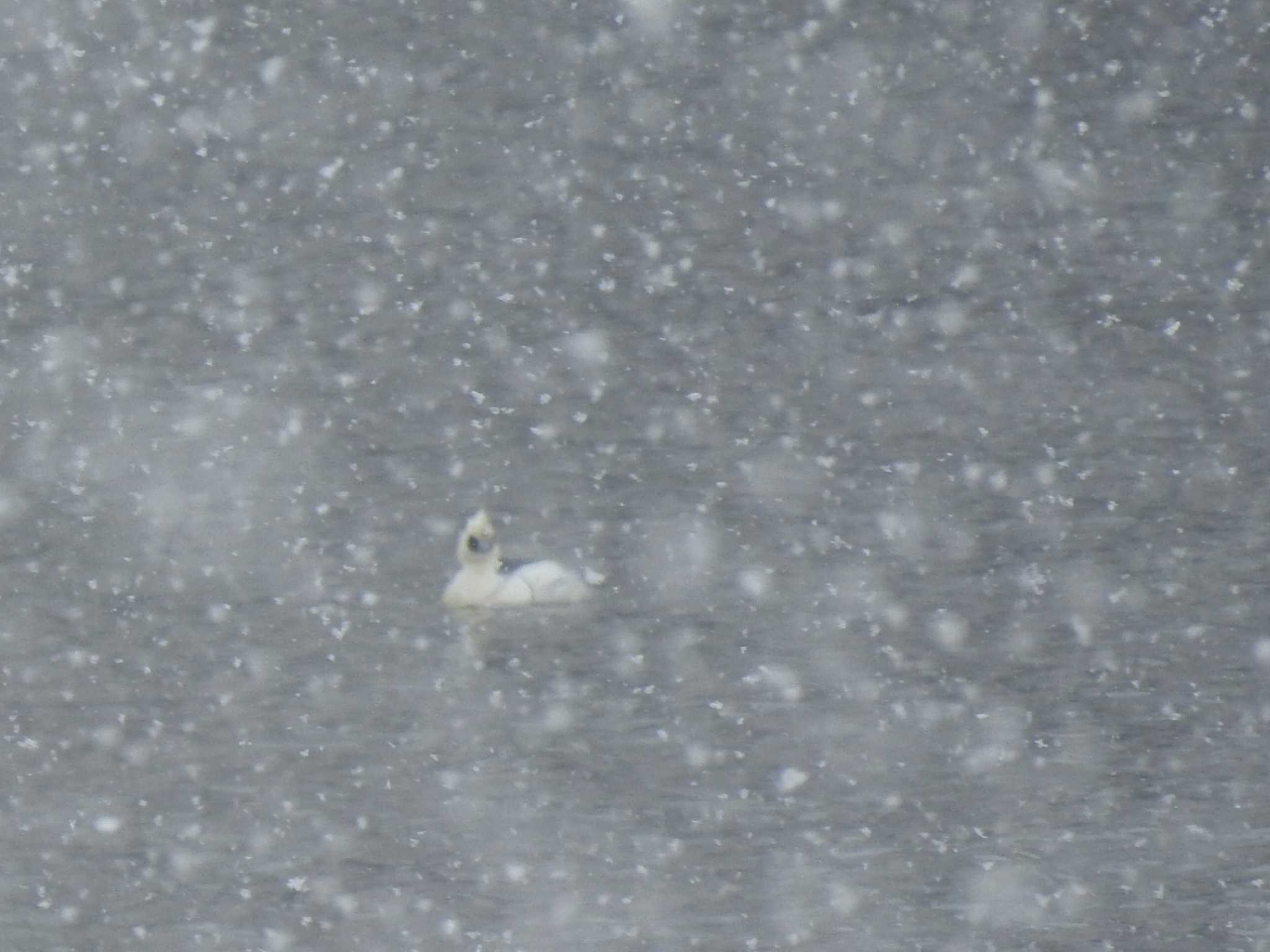 雪降る中川にいました