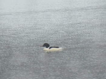 Common Merganser 茨戸川 Sun, 2/4/2024