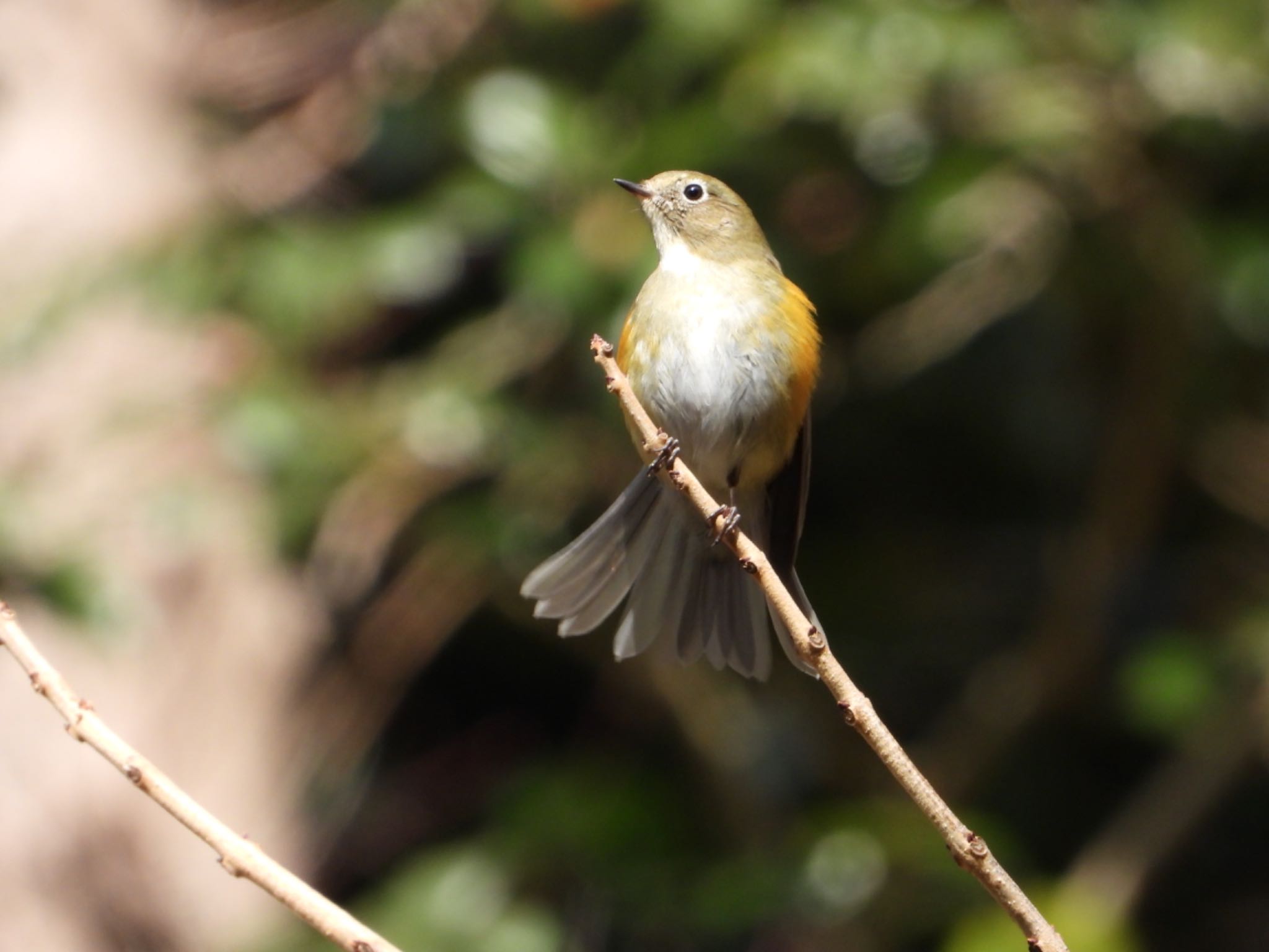 Red-flanked Bluetail