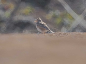 Eurasian Skylark ひるがの高原(蛭ヶ野高原) Wed, 3/27/2024