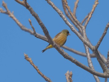 Grey-capped Greenfinch ひるがの高原(蛭ヶ野高原) Wed, 3/27/2024