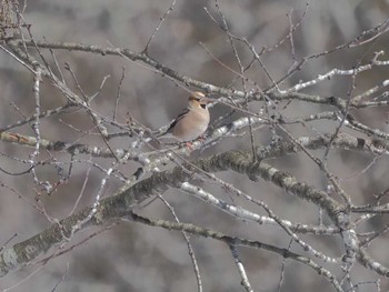 Hawfinch ひるがの高原(蛭ヶ野高原) Wed, 3/27/2024