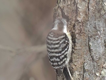 Japanese Pygmy Woodpecker ひるがの高原(蛭ヶ野高原) Wed, 3/27/2024