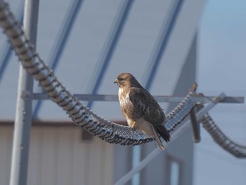 Eastern Buzzard ひるがの高原(蛭ヶ野高原) Wed, 3/27/2024