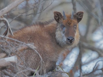 未同定 ひるがの高原(蛭ヶ野高原) 2024年3月27日(水)