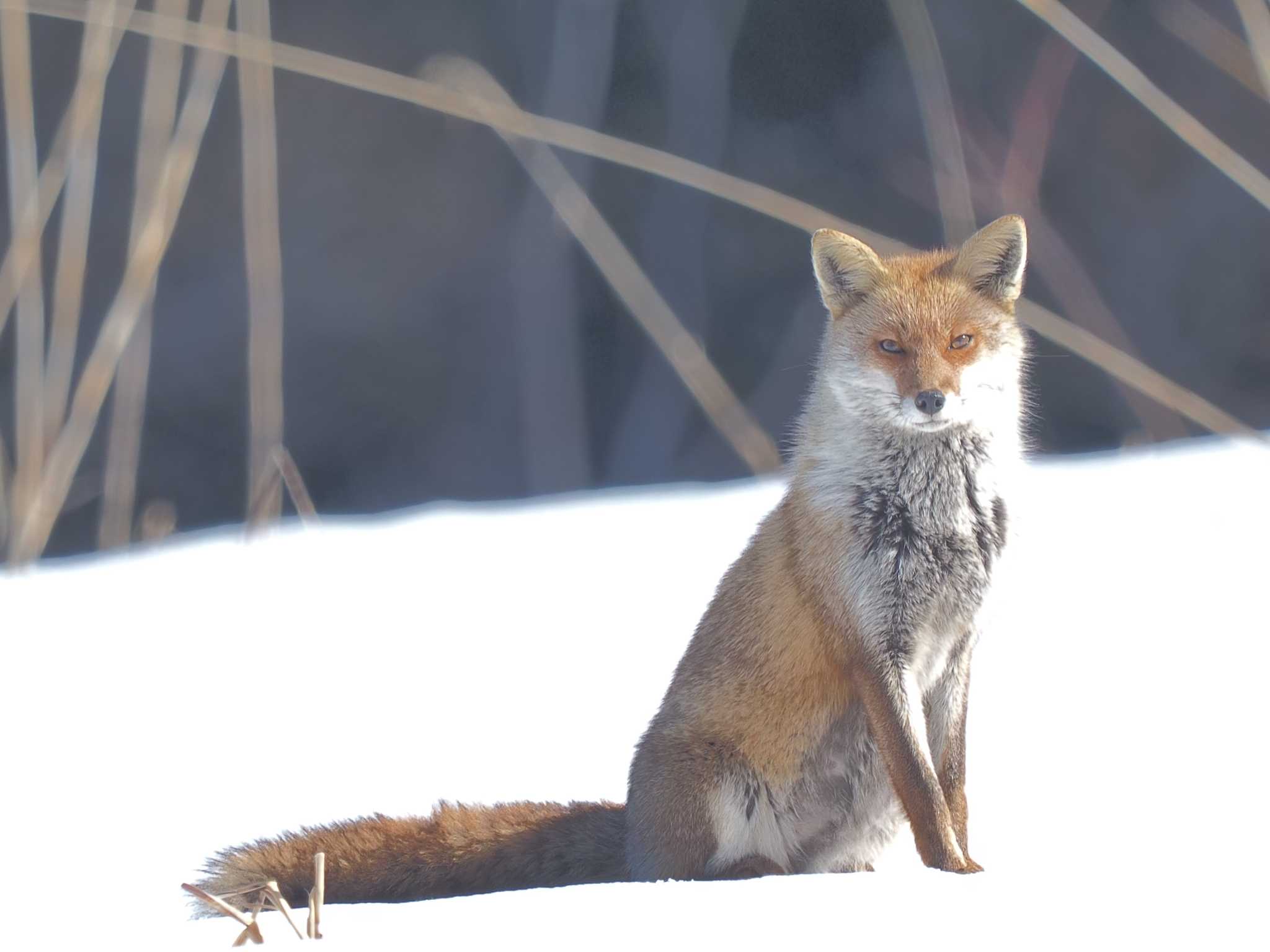 ちょこちょこ見かけたキツネ🦊